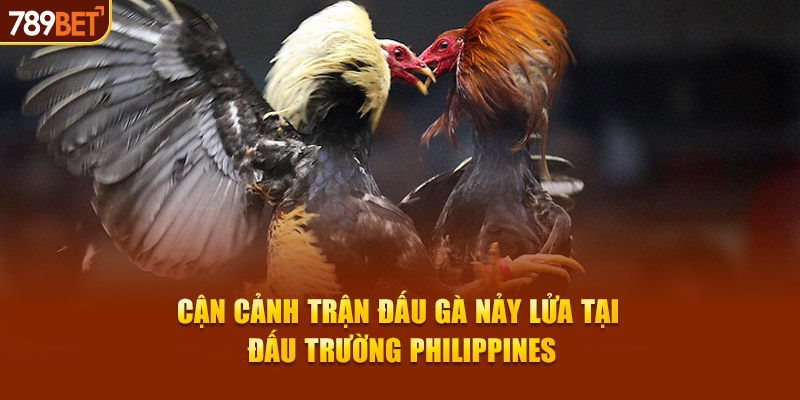 Cận cảnh trận đấu gà nảy lửa tại đấu trường Philippines