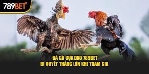 Đá Gà Cựa Dao