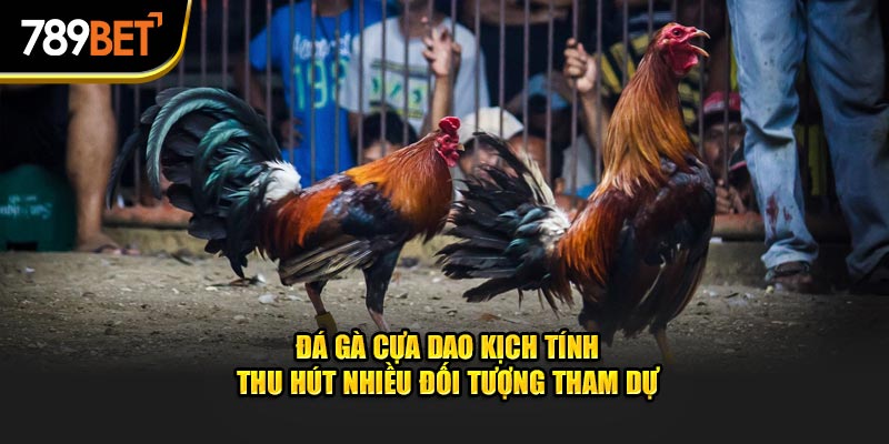 Đá gà cựa dao kịch tính thu hút nhiều đối tượng tham dự