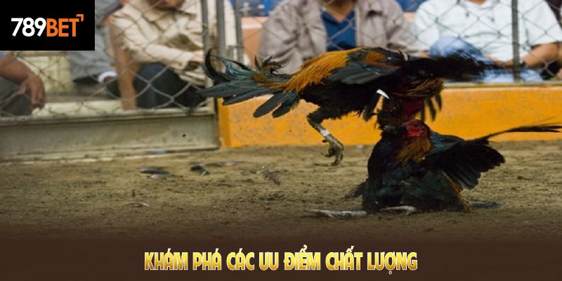 Khám phá các ưu điểm chất lượng của đá gà 789BET và trải nghiệm cơ hội thắng lớn