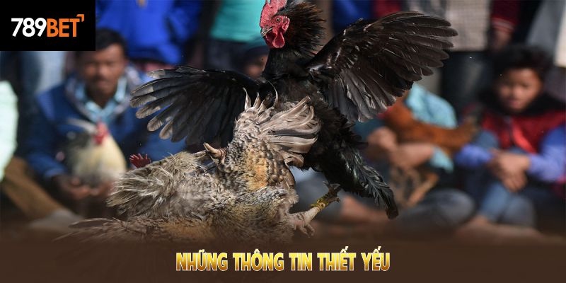 Những thông tin thiết yếu về đá gà 789BET hội viên cần biết