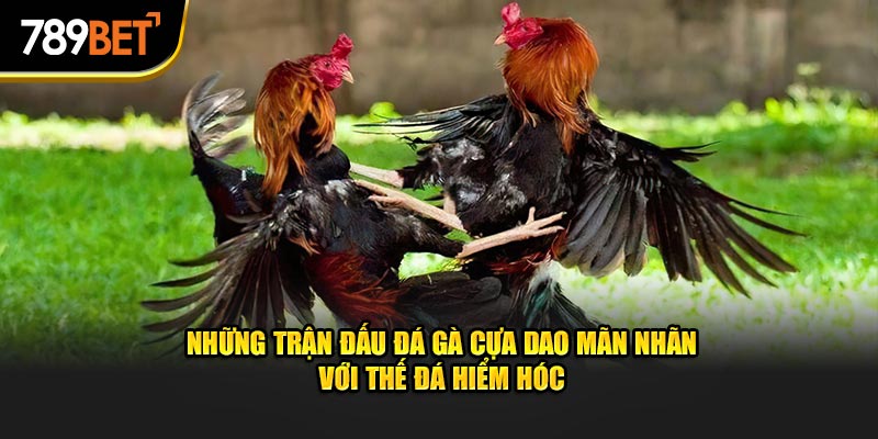 Những trận đấu đá gà cựa dao mãn nhãn với thế đá hiểm hóc