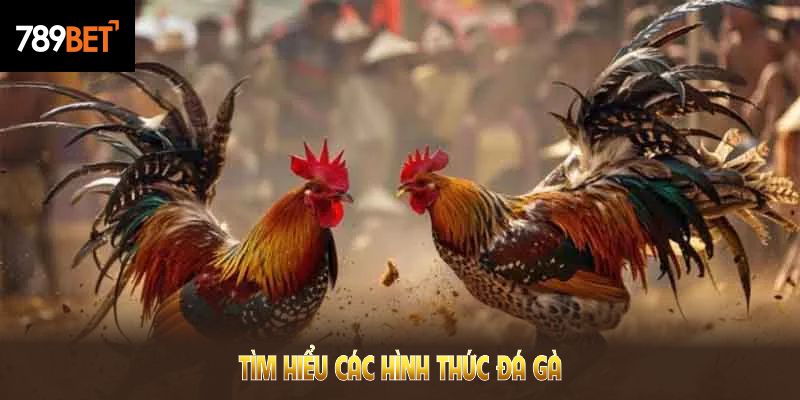 Tìm hiểu các hình thức đá gà 789BET nổi bật nhất, tăng thêm lựa chọn giải trí dài lâu