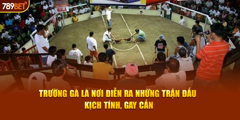 Trường gà là nơi diễn ra những trận đấu kịch tính, gay cấn